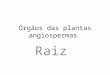Órgãos das plantas angiospermas Raiz. Morfologia da raiz