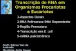 Transcrição do RNA em Organismos Procariotos e Eucariotos Profº: Edmar Vaz de Andrade Monitota: Anita Souza 1-Aspectos Gerais 2-RNA Polimerase DNA Dependente