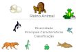 Reino Animal Diversidade Principais Características Classificação