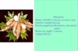Mandioca Nome científico: Manihot esculenta Crantz Família: Euphorbiaceae Nomes populares:Mandioca, macaxeira, aipim Nome em inglês: Cassava Origem:Brasil