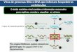 Vírus de genomas RNA e DNA que infectam hospedeiros vertebrados O ácido nucléico viral contém a informação necessária para replicar, montar e espalhar