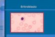 Eritroblasto. Eritroblastos Linfócito atípico I Virócitos Imunoblastos Célula de Downey Linfócitos ativados em resposta imunológica ao ataque de agentes