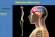 Biologia Tema: Sistema Nervoso. 1)Introdução O sistema nervoso é responsável pelo ajustamento do organismo ao ambiente. Sua função é perceber e identificar