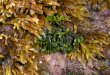 ALGAS. Conceito As algas são seres autótrofos e fotossintetizantes, que diferem das plantas por não possuírem tecidos e órgãos. As algas são seres autótrofos