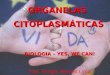 ORGANELAS CITOPLASMÁTICAS CITOPLASMÁTICAS BIOLOGIA – YES, WE CAN! Prof. Thiago Moraes Lima