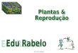 Prof Edu Rabelo. Relações filogenéticas Algas verdes (grupo externo) BriófitasPteridófitasGimnospermasAngiospermas Gametângios revestidos por células