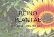 REINO PLANTAE BIOLOGIA – YES, WE CAN! Prof. Thiago Moraes Lima