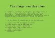 Caatinga nordestina - A palavra caatinga, é indígena, de origem tupi, e quer dizer "mata branca", "mata rala" ou "mata espinhenta". Recebeu esse nome dos