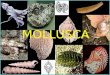 MOLLUSCA. Características - 100000 espécies estimadas (35000 fósseis) - Livres, marinhos, dulcícolas e terrestres, arborícolas, epibiontes, incrustantes