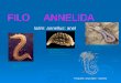 FILO ANNELIDA latim: annellus: anel Oligoqueta: minhocas - terrestres Poliqueta: nereidas - marinhas Hirudineo: sanguessugas – terrestres ou água doce