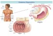 Sistema Digestório. Mucosa – camada interna que forra o TGI formada por uma camada de células epiteliais, uma lâmina própria (tecido conjuntivo) e musculatura