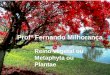 Reino vegetal ou Metaphyta ou Plantae Prof Fernando Milhoran§a