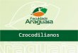 Crocodilianos. O nome Crocodylia é derivado do grego Krokodeilos que significa verme do seixo uma alusão ao formato do corpo destes animais e do ambiente