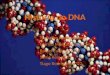 Hist³ria do DNA Trabalho realizado por: Mar­lia Morgadinho n14 Rafael Cardoso n17 S³nia Reis n20 Tiago Rodrigues n22