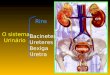 O sistema Urinário Rins Bacinetes Ureteres Bexiga Uretra rim bexiga ureter uretra