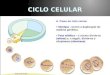 Albertina Fortes. Interfase - é o período de crescimento da célula, pode durar cerca de 90% do ciclo celular - compreende três fases - G1, S e G2 Fase