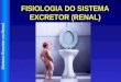 Sistema Excretor ou Renal FISIOLOGIA DO SISTEMA EXCRETOR (RENAL)