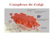 Complexo de Golgi. Elementos membranosos 1.Cisternas ou sáculos – dictiossoma – é o elemento mais característico. 2.Vesículas: lisas ou revestidas (por