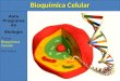 Aula Programada Biologia Tema: Bioquímica Celular Profª Márcia Bioquímica Celular