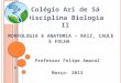 M ORFOLOGIA E A NATOMIA – R AIZ, C AULE E F OLHA Professor Felipe Amaral Março- 2013 Colégio Ari de Sá Disciplina Biologia II