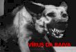 VÍRUS DA RAIVA. ORIGEM O vírus da raiva é um vírus do gênero Lyssavirus e que é o causador da raiva. Tais vírus teriam chegado à África Central e Ocidental