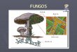 FUNGOS. Tipicamente, o talo de um fungo consiste de filamentos ramificados em todas as direções, sobre ou dentro de substrato que exploram como alimento