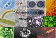 Componente Curricular: Microbiologia Fabíola Carla da Rocha