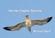 Fernão Capelo Gaivota Richard Bach Este livro conta a história de uma gaivota que não se conforma em passar a vida em busca de alimento, disputando um