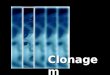 Clonagem. Clonagem: aspectos gerais; Tipos de Clonagem; Como se obtém um clone; Clonagem Reprodutiva; Clonagem Terapêutica; Questões Éticas. Índice