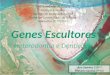 Ana Samões 29399 Mafalda Saraiva 29902. Odontogénese Heterodontia Stem Cells Vias de Sinalização Fatores de Crescimento Fatores de Transcrição Fig.2 :