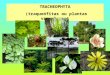 TRACHEOPHYTA (traque³fitas ou plantas vasculares)