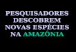 PESQUISADORES DESCOBREM NOVAS ESPÉCIES NA AMAZÔNIA