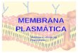 Membrana celular ou Plasmalema. ENVOLTÓRIO CELULAR MEMBRANA PLASMÁTICA Funções Proteção Permeabilidade Seletiva Composição Química Lipídeos Proteínas