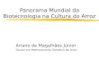 Panorama Mundial da Biotecnologia na Cultura do Arroz Ariano de Magalhães Júnior Doutor em Melhoramento Genético de Arroz