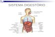 SISTEMA DIGESTÓRIO. Os órgãos digestórios podem ser divididos em 2 grupos: a) Canal alimentar: um tubo contínuo que começa na boca e se segue pela faringe,