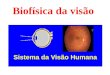 Sistema da Visão Humana Anatomia do Olho Sistema da Visão Humana