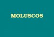 MOLUSCOS. ♦ Phylum Mollusca → grupo grande e variado 120.000 espécies vivas 40.000 espécies fósseis ■ Grupo cosmopolita → encontrado em todos os tipos
