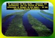 No município de Novo Airão... distante 143 quilômetros por via fluvial de Manaus... localizado às margens do Rio Negro... há uma importante Estação Ecológica
