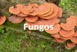 Fungos. ● Os fungos são popularmente conhecidos por bolores, leveduras, mofos, cogumelos e orelha-de-pau. ● São organismos eucariontes, aclorofilados