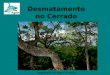 Desmatamento no Cerrado Vegetação do tipo Cerradão