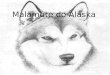Malamute do Alaska As quatro raças de cães nórdicos são: Alaskan Malamutes, Samoyedos, Siberian Huskies e os Cães Esquimós, apesar destes últimos não