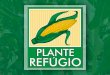 Programa “Plante Refugio” 2 O que é resistência? A resistência pode ser definida como uma resposta à pressão de seleção, na qual os insetos resistentes