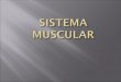 O sistema muscular é o conjunto de órgãos (músculos) que lhes permite moverem-se, tanto externa, como internamente.  O sistema muscular dos vertebrados