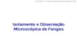 Isolamento e Observação Microscópica de Fungos Aula Prática 13 – Isolamento e Observação Microscópica de Fungos