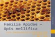 Familia Apidae – Apis mellifica Curso Semipresencial de Especialização em Homeopatia EAD - CEHL 