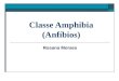 Classe Amphibia (Anfíbios) Rosana Moraes. Amphibia (do grego, amphi, duas, e bios, vida)  Classificação dos anfíbios  Ordem Anura – sapos, rãs e pererecas