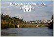 Mata Nacional do Choupal Com uma área de 79 hectares, a Mata do Choupal, situada em Coimbra, ladeia o Mondego numa extensão de 2 Km