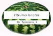 SILVA, L. M. I. Citrullus lanatus Da Taxonomia à Ecofisiologia