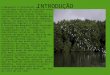 INTRODUÇÃO O manguezal é considerado um ecossistema costeiro de transição entre os ambientes terrestre e marinho. Característico de regiões tropicais e