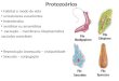 Protozoários Habitat e modo de vida unicelulares eucariontes heterótrofos aeróbios ou anaeróbios excreção – membrana citoplasmática vacúolos contráteis
